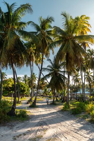 Sandy path and coconut palm trees in village in Zanzibarの写真素材