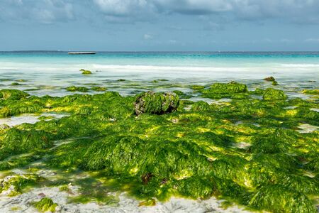 White beach covered by green seaweed and turquoise oceanの写真素材
