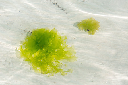 Floating sea lettuce in clear ocean water near Zanzibar beach