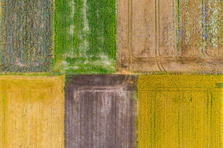 Aerial drone view of cultivation fields with green corn, yellow canola, brown wheat and ryeの写真素材