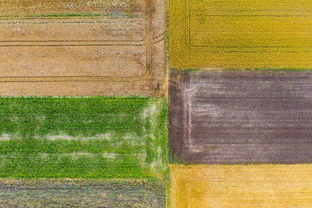 Aerial drone view of natural fields with cultivation of canola, cereal and corn