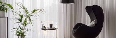 Panorama of stylish relax corner with modern black armchair, lamp, coffee table, green houseplants and windows behind fancy white curtainsの写真素材