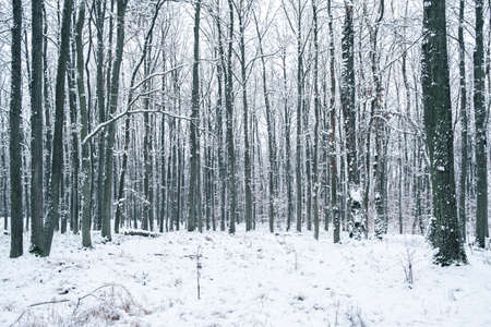 Winter forest landscape with trees in snow and white snowy groundsの写真素材