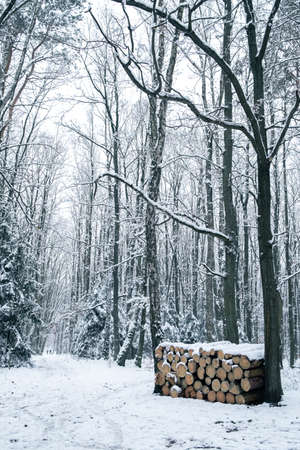 Wintertime in forest with snowy trees and with stack of felled trees next to path in snowの写真素材