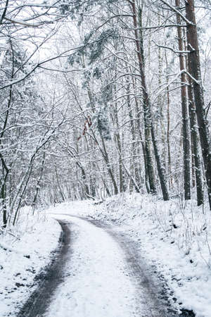 Wintertime in forest with trees and road covered in snowの写真素材