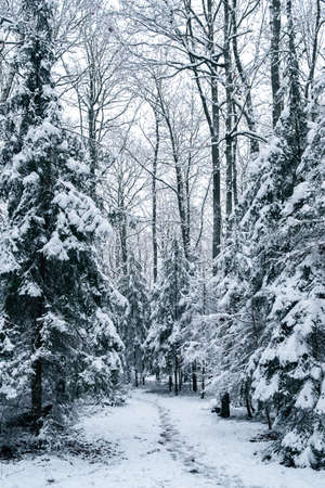 Wintertime in forest with conifers trees in snow and snowy pathの写真素材