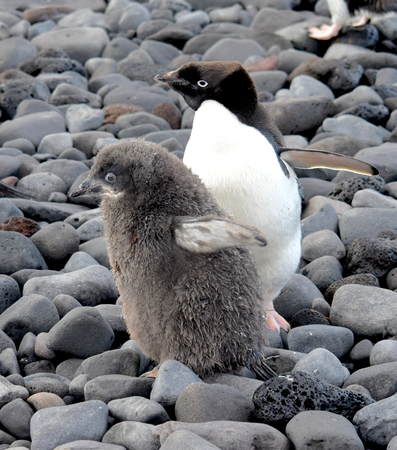 Mother and Child, Adelie Penguins at Paulet Island Antarcticaの写真素材