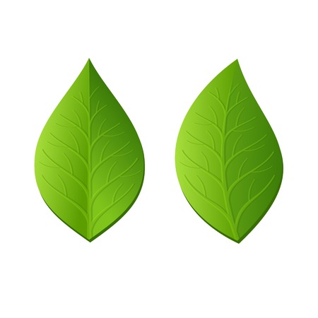 Two Green Leaves on White Background  Vector illustrationのイラスト素材
