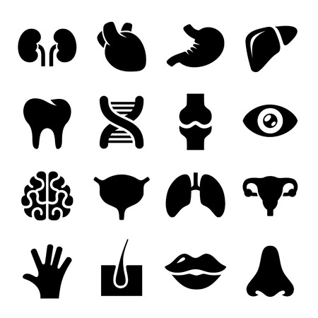 Human Organs Icons Set on White Background. のイラスト素材