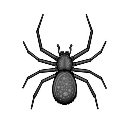 Spider black arachnid icon design vector illustrationのイラスト素材