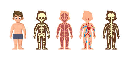 Human Body Anatomy Set on White Background. Vectorのイラスト素材