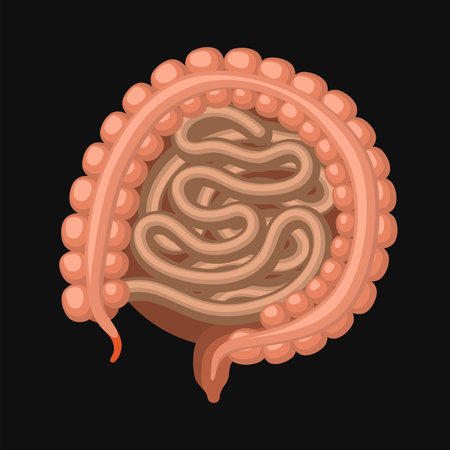 Small and Large Intestine. Digestive Tract with Appendix. Vector