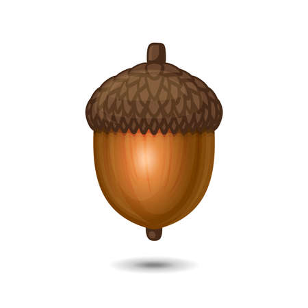 Acorn Nut Icon on White Background. Oak Tree Fruit. Vectorのイラスト素材