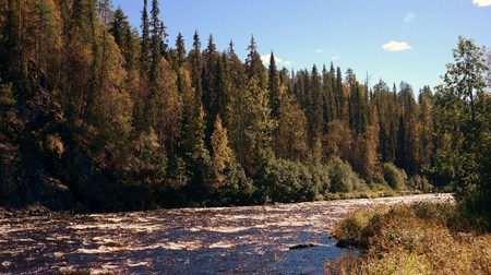Autumnal forest in Finlandの写真素材