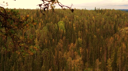 Autumnal forestの写真素材
