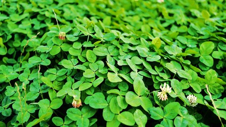 A close view of shamrocksの写真素材