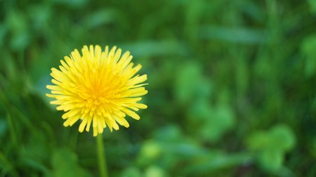 Close view of yellow dandelion with grass on the backgroundの写真素材