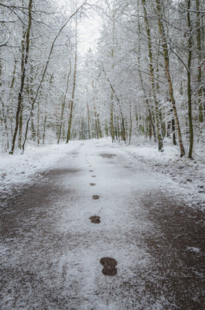 Steps in the snow in the winter forest, Klanovice, Pragueの写真素材