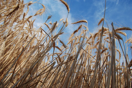 Bottom view of wheat cobs	with clear blue skyの写真素材