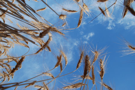 Bottom view of wheat cobs	with clear blue skyの写真素材