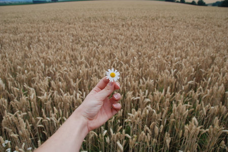 A hand holding one little daisy flower with a wheat field in the backgroundの写真素材