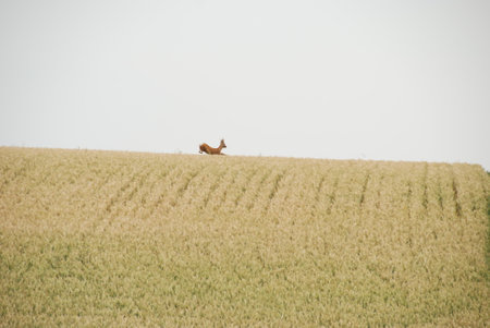 Deer jumping in a wheat fieldの写真素材