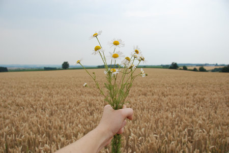 A hand holding bouquet of daisies with wheat field in the backgroundの写真素材