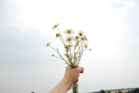 A hand-holding bouquet of daisies with the sky in the backgroundの写真素材