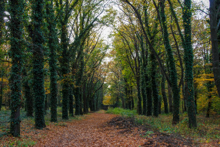 Alley in Bohnice cemetery in autumnの写真素材