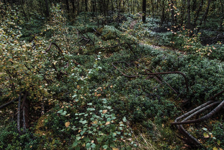 The ruins of Skoganvarre field hospital from World War II in the Finnmark region of Norway, urbex