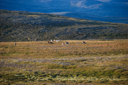 A reindeer herd grazing in a wilderness of northern Norwayの写真素材