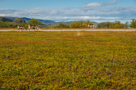 A reindeer family grazing in a wilderness of northern Norwayの写真素材