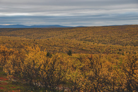 View of mountain s and autumn forests of Finnmark, Norway