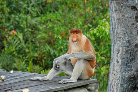 Wild proboscis monkeys in Labuk Bay Proboscis Monkey Sanctuary in Sabah, Borneo, Malaysiaの写真素材