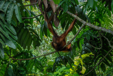 A wild orangutan baby in a tree of Rainforest Discovery Center in Sabah, Borneo, Malaysiaの写真素材