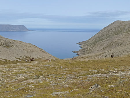 A herd of reindeer grazing in the wild nature of Mageroya Island in Norwayの写真素材