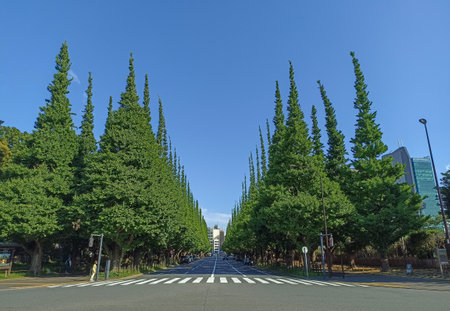 Meiji Jingu Gaien with green ginkgo trees avenue in the spring, Tokyo, Japanの写真素材