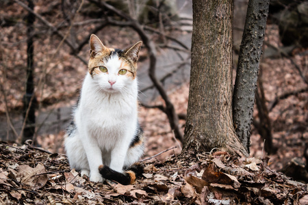 Photo of Three Color Cat Wandering at Central Park, New Yorkの写真素材