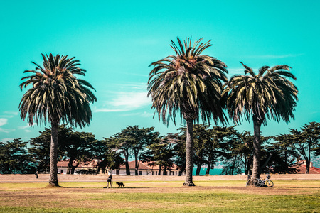 Photo of Palm Trees in San Franciscoの写真素材