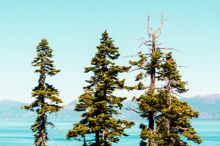 Photo of Trees in front of Emerald Bay and Lake Tahoeの写真素材