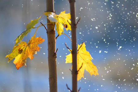 Colorful maple leaf with snowflakes on blue backgroundの写真素材
