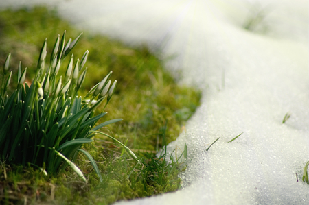 Snowdrops on a meadow with grass and snow. Springtime scene.の写真素材