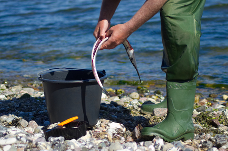 A man is cleaning and preparing a captured needlefish.の写真素材