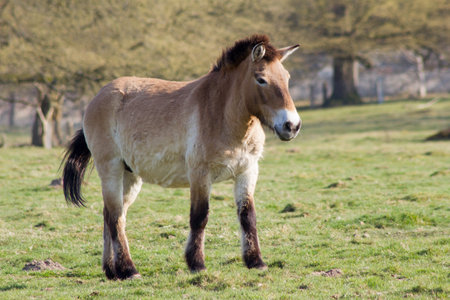The Przewalski horse, also Takhi, Asian wild horse or Mongolian wild horse called, is the only subspecies of the wild horse which has survived in her wild form till this day.の写真素材