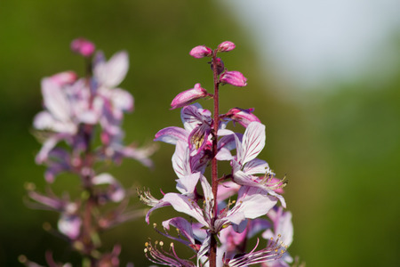 This plant STANDS since 1936 under conservation because it was already an endangered rarity in Central Europe .の写真素材