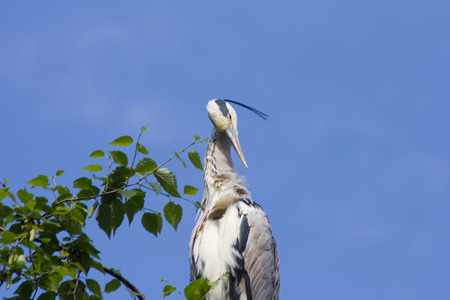 Gray Heron is sitting on a tree in Germany and basks in the evening sun.The Great Blue Heron or Heron (Ardea cinerea) is a species of the order Ciconiiformes (Ciconiiformes). It is Widely distributed oft in Eurasia and Africa and. Worldwide four subspecieの写真素材