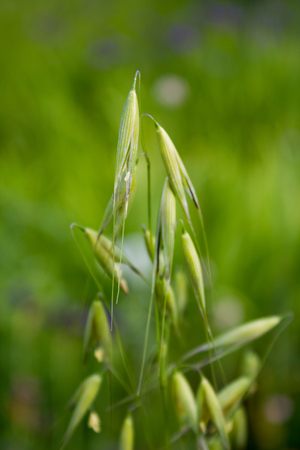 Immature green oat on a field in Goettingen , Germanyの写真素材