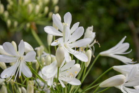 White flowering Agapanthus in a garden in Goettingen , Germanyの写真素材