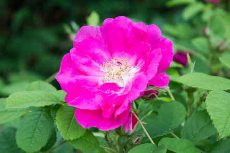 Vinegar Rose - Rosa gallica - apothecary's roseの写真素材