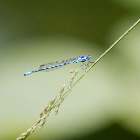 Blue featherleg (Platycnemis pennipes) on a small pond , close-upの写真素材